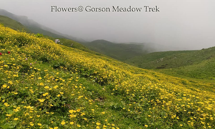 gorson-meadow-trek